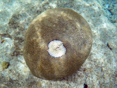 White Plague Disease on Symmetrical Brain Coral
